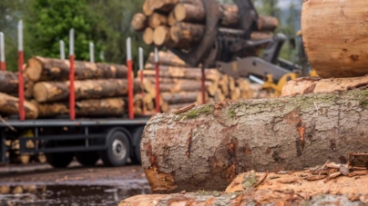 În ciuda aparentelor restricții din legislația românească, volumul de lemn exploatat a crescut cu 8,9%