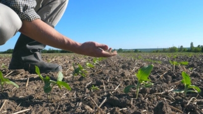 Seceta afectează grav agricultura din România. Probleme majore și în Polonia sau Cehia