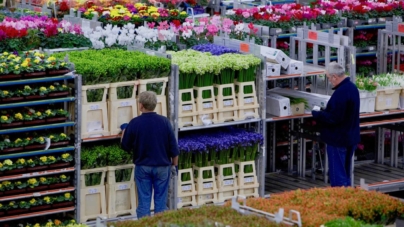 Bursa din Aalsmeer, aproape de colaps. Exporturile olandeze de flori s-au redus cu 35%
