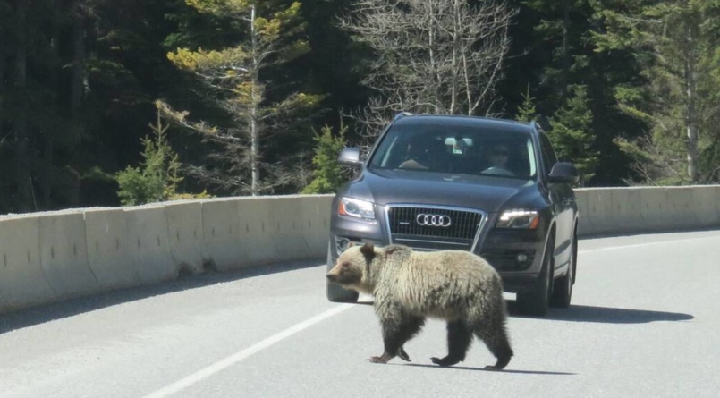 Atenție turiști: 29 de urși îndepărtați de jandarmii de pe Valea Prahovei în doar două zile