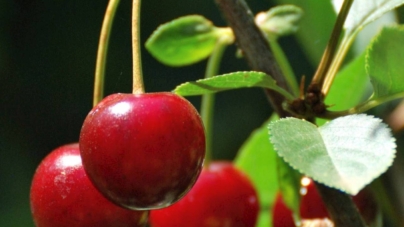 Cireșele, marfă scumpă și în Germania. 900 kg furate la Freiburg