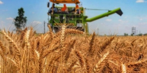 Prețul pentru grâu, la cel mai ridicat nivel din ultimii nouă ani