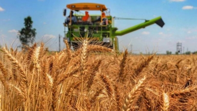 Prețul pentru grâu, la cel mai ridicat nivel din ultimii nouă ani