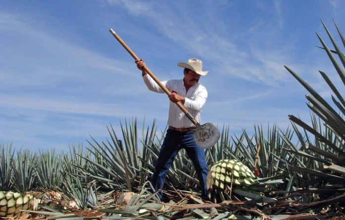 Cererea majoră de tequila din Europa a agravat criza de agave din Mexic