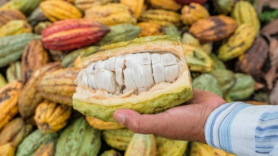 Tona de boabe de cacao a depășit 9.000 de dolari. Mai mult decât cea de cupru!